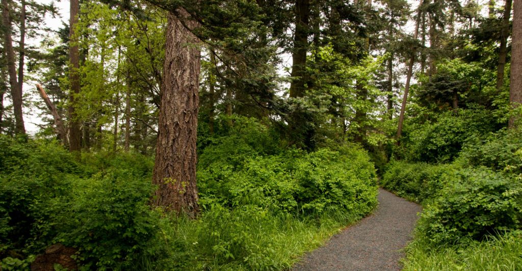 image of a forest trail