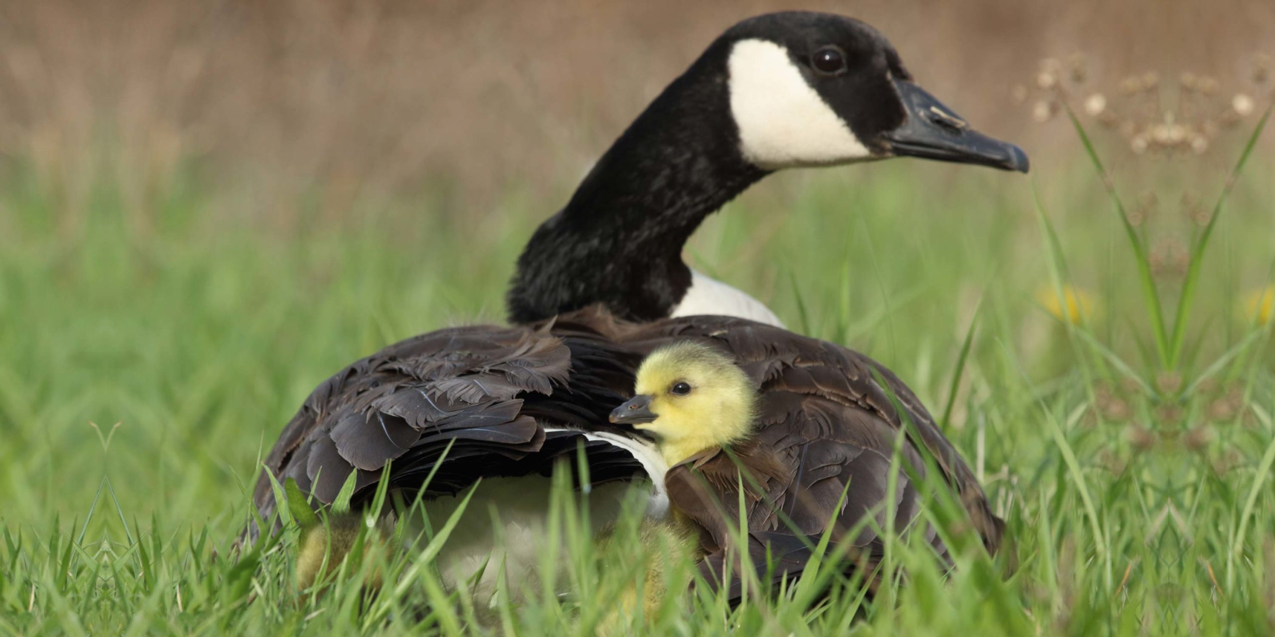 image of a goose