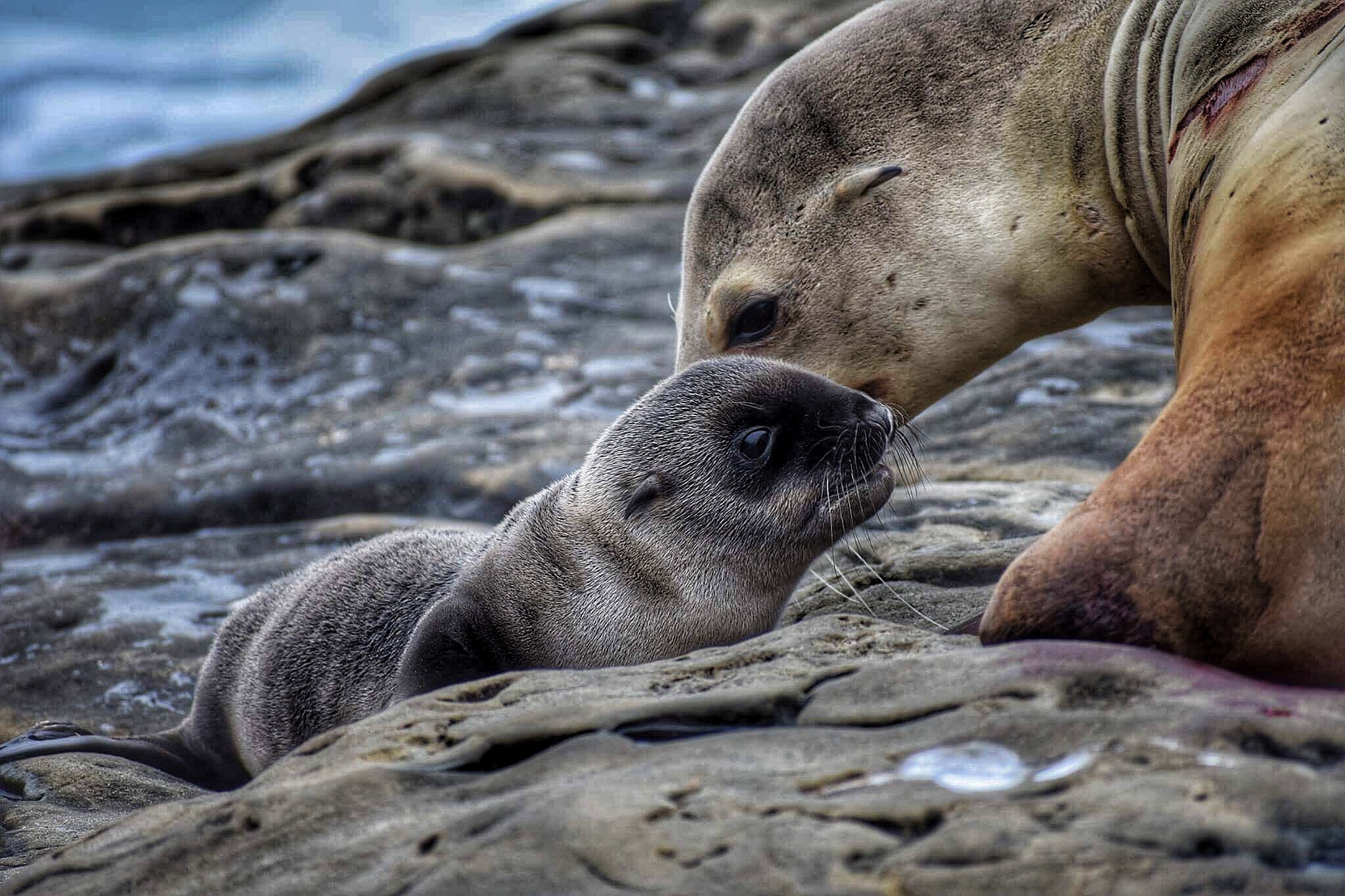 Family of Seals